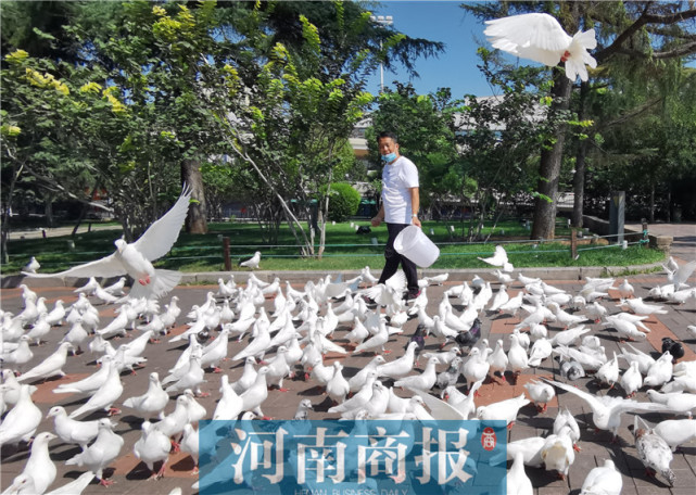 小伙在紫荆山公园做鸽子生意，一做就是20多年，生意好时一月赚6000多